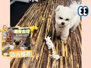 ZOOSKOOL 狗人马猪宠物玩具，带给你全新的宠物互动体验