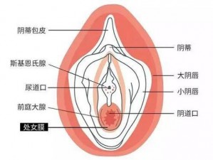 女人私处长啥样图片：女性生殖健康必备知识