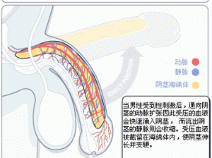 勃起之后无删减版;勃起之后：一部未被删减的真实故事