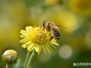 珊瑚岛花蜜：神奇自然恩赐的滋养品，揭示其独特效用与价值