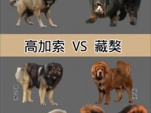 张柔和两只藏獒的故事是什么？让[品牌名]藏獒犬粮告诉你答案