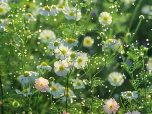 野花韩国视频观看免费高清版 如何免费观看高清版野花韩国视频？