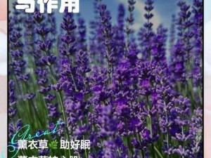 薰衣草研究所网站入口【薰衣草研究所网站入口是多少？】