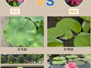 莲花 B 是什么样的？如何辨别莲花 B 的真伪？