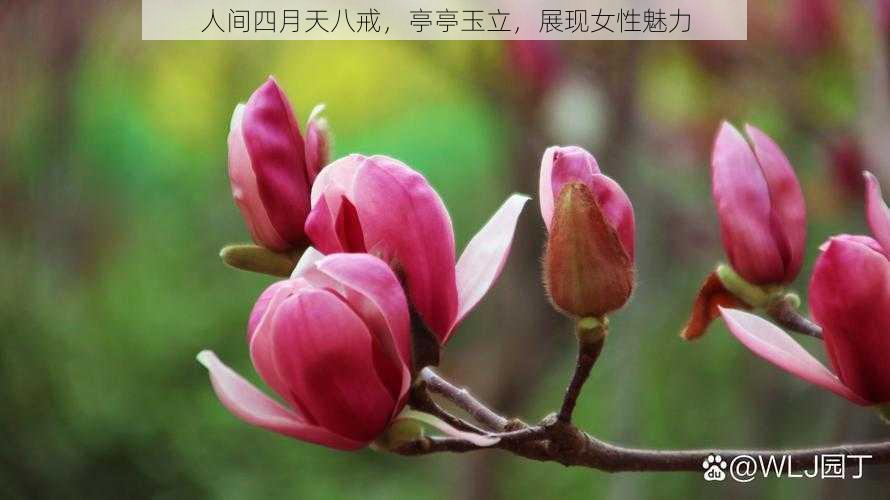 人间四月天八戒,亭亭玉立,展现女性魅力