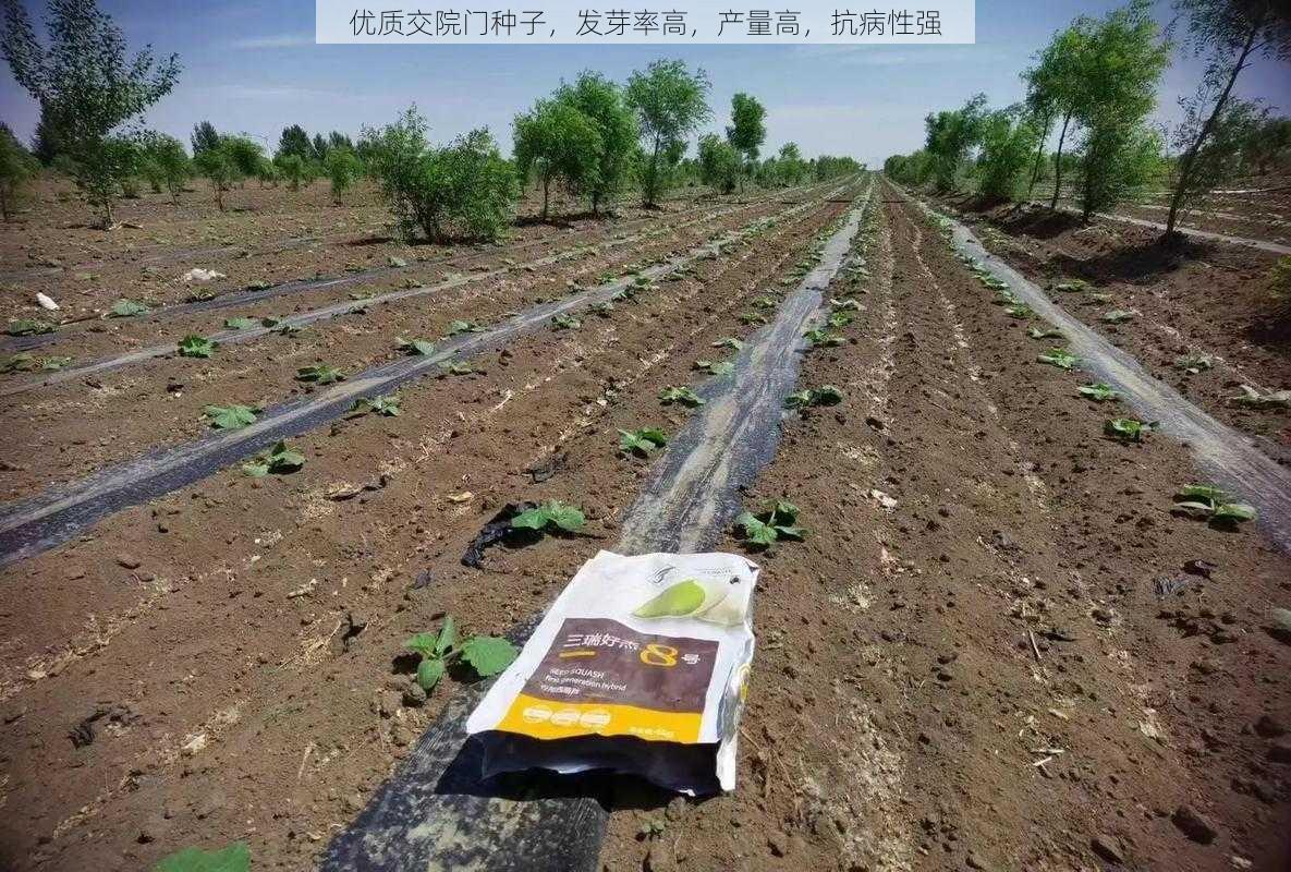 优质交院门种子,发芽率高,产量高,抗病性强