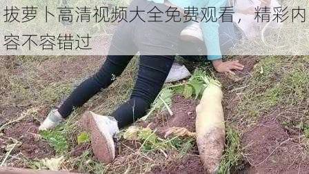 拔萝卜高清视频大全免费观看，精彩内容不容错过