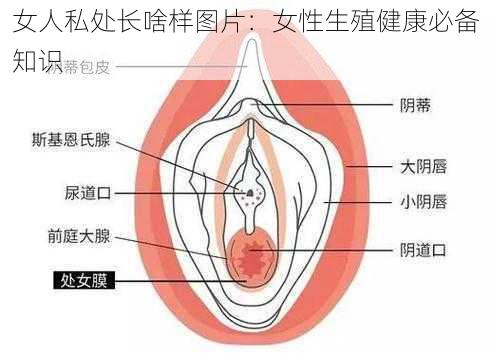 女人私处长啥样图片：女性生殖健康必备知识