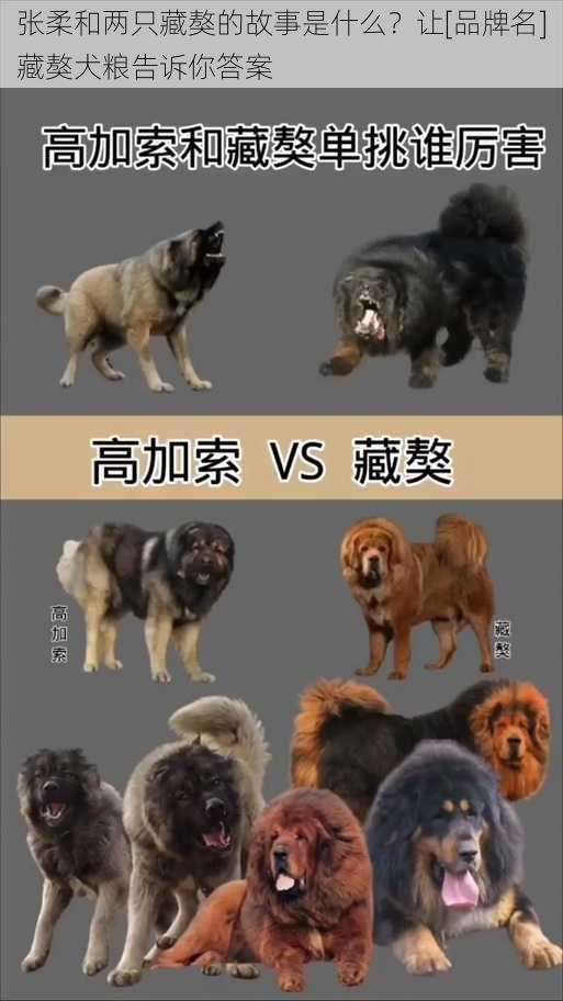 张柔和两只藏獒的故事是什么？让[品牌名]藏獒犬粮告诉你答案