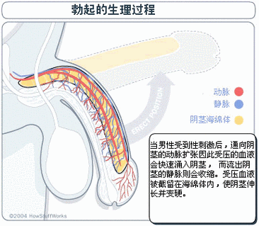 勃起之后无删减版(勃起之后：未删减版)