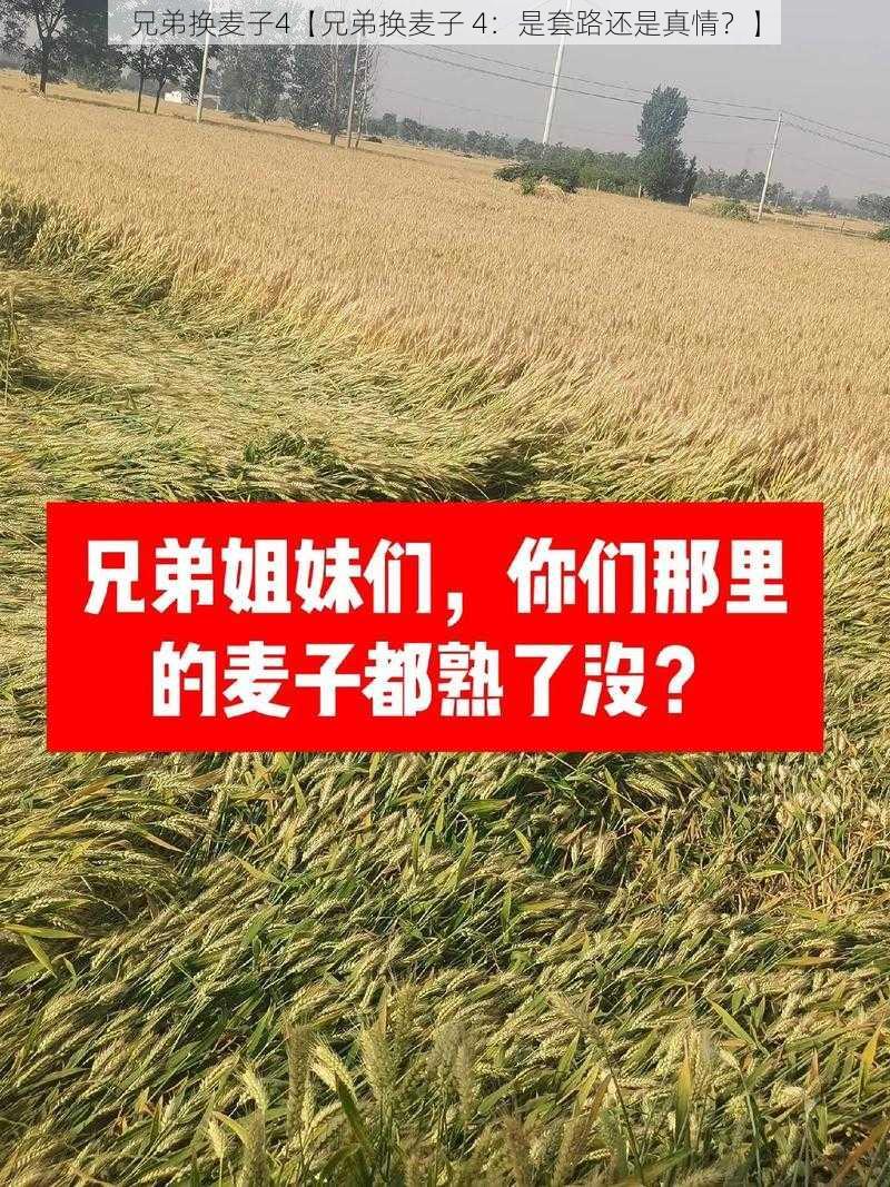 兄弟换麦子4【兄弟换麦子 4：是套路还是真情？】