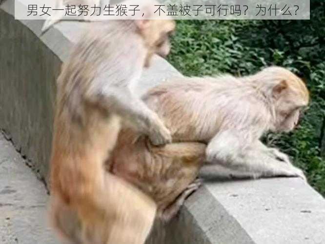 男女一起努力生猴子，不盖被子可行吗？为什么？