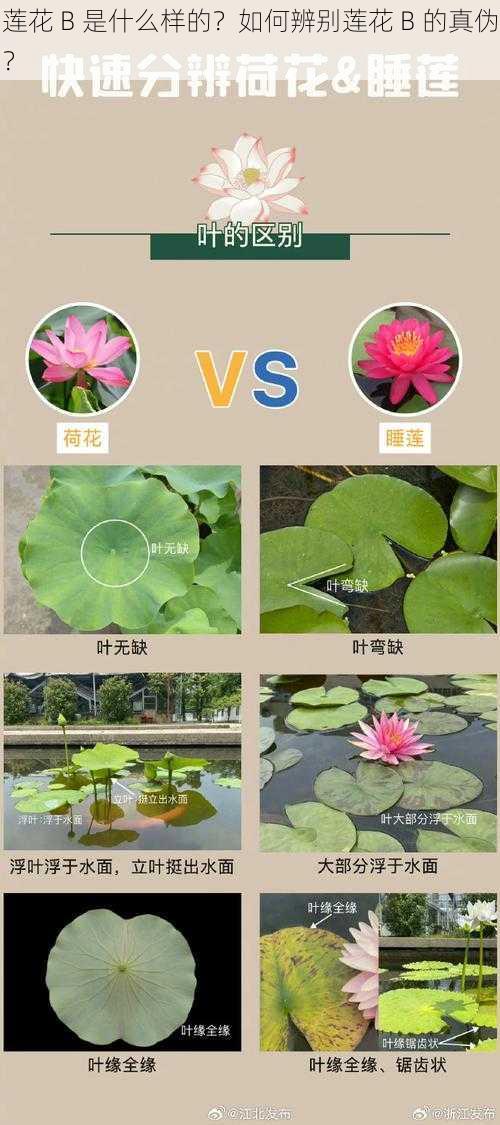 莲花 B 是什么样的？如何辨别莲花 B 的真伪？