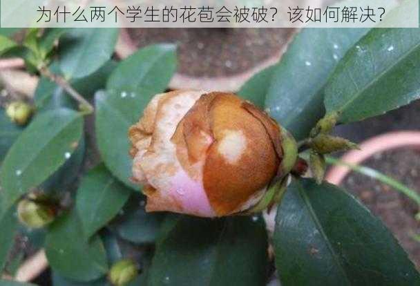 为什么两个学生的花苞会被破？该如何解决？