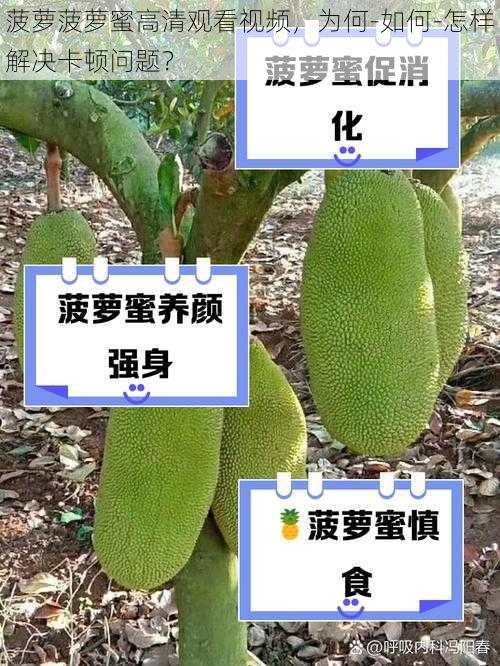 菠萝菠萝蜜高清观看视频，为何-如何-怎样解决卡顿问题？